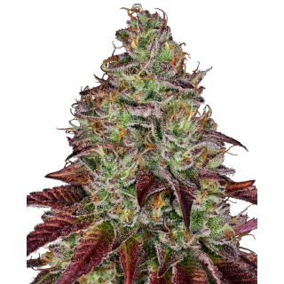 Tezla OG - Féminisée - Sensi Seeds Research