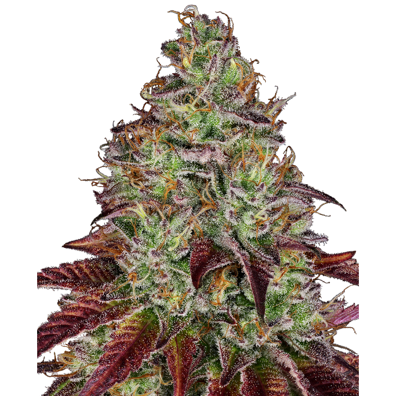 Tezla OG - Féminisée - Sensi Seeds Research