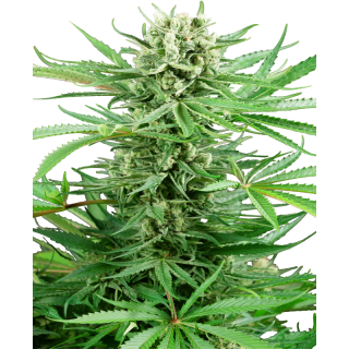 Papi Chulo OG - FEM - Sensi Seeds Research