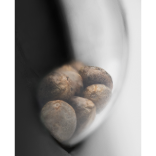 Papi Chulo OG - Féminisée - Sensi Seeds Research