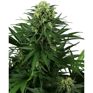 Honey Melon Kush - Féminisée - Sensi Seeds Research