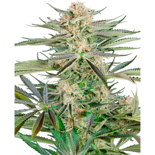 Screwdriver OG - Féminisée - Sensi Seeds Research