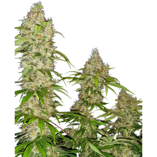 Banana Kush Cake - Féminisée - Sensi Seeds