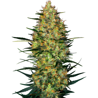 Caramellow Kush - Autofloraison - Sensi Seeds Research