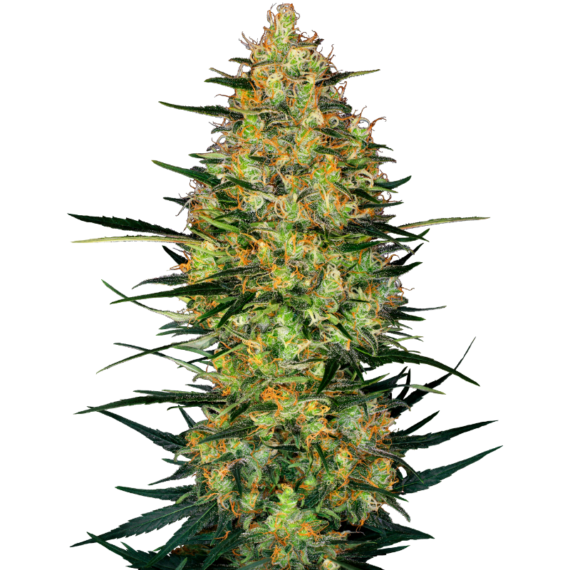 Caramellow Kush - Autofloraison - Sensi Seeds Research
