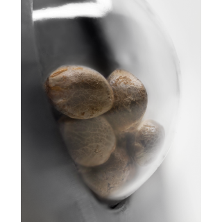 Caramellow Kush - Autofloraison - Sensi Seeds Research