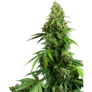Honey Melon Kush - Autofloraison - Sensi Seeds Research