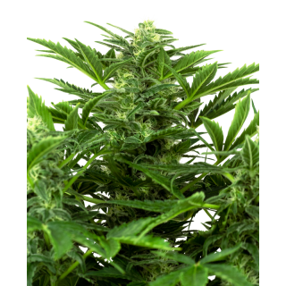 Mandarin Punch - Autofloraison - Sensi Seeds Research