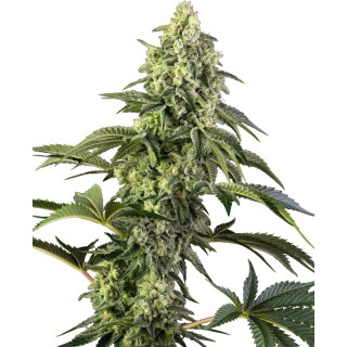 Cosmic Kiss - Féminisée - Sensi Seeds