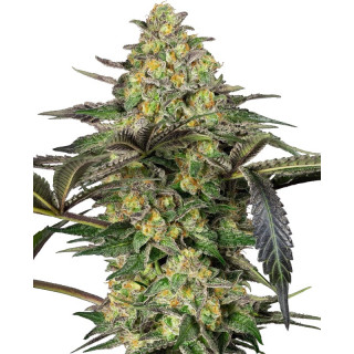 Grapevine Candy - Féminisée - Sensi Seeds
