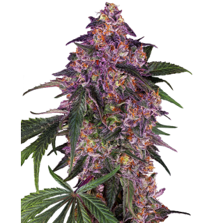 Sensi Purple Kush - Féminisée - Sensi Seeds