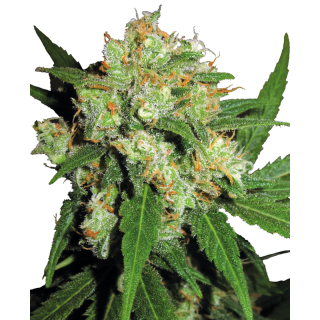 Sensi Skunk - Féminisée - Sensi Seeds
