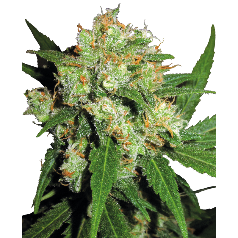 Sensi Skunk - Féminisée - Sensi Seeds