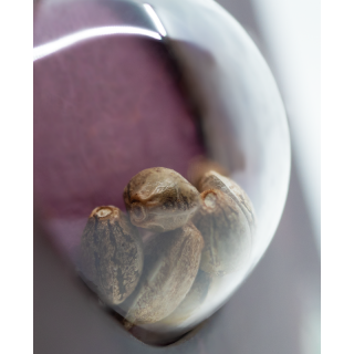 Sensi Skunk - Féminisée - Sensi Seeds