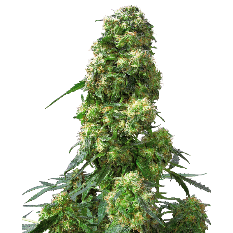 Early Skunk - Féminisée - Sensi Seeds