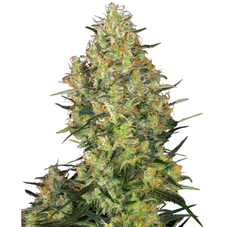 Shiva Skunk - Féminisée - Sensi Seeds