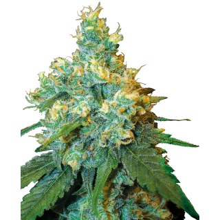 Jack Herer® - Féminisée - Sensi Seeds
