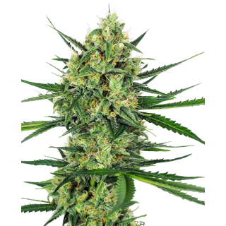 Tangerine Sugar - Féminisée - Sensi Seeds