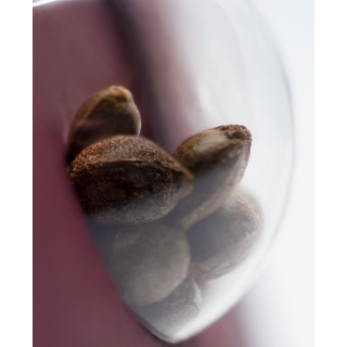 Tangerine Sugar - Féminisée - Sensi Seeds
