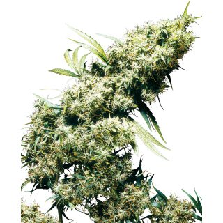 Jamaican Pearl - Féminisée - Sensi Seeds