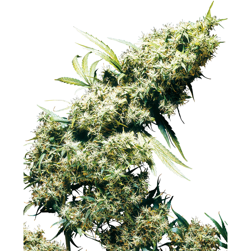Jamaican Pearl - Féminisée - Sensi Seeds