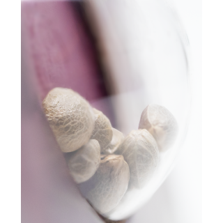 Jamaican Pearl - Féminisée - Sensi Seeds