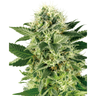 Northern Lights - Féminisée - White Label Sensi Seeds