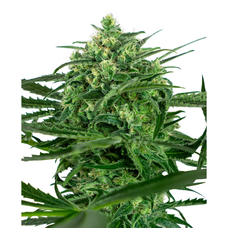 Sensi Amnesia -  Féminisée - Sensi Seeds