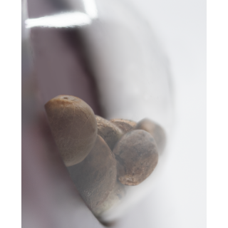 Sensi Amnesia -  Féminisée - Sensi Seeds