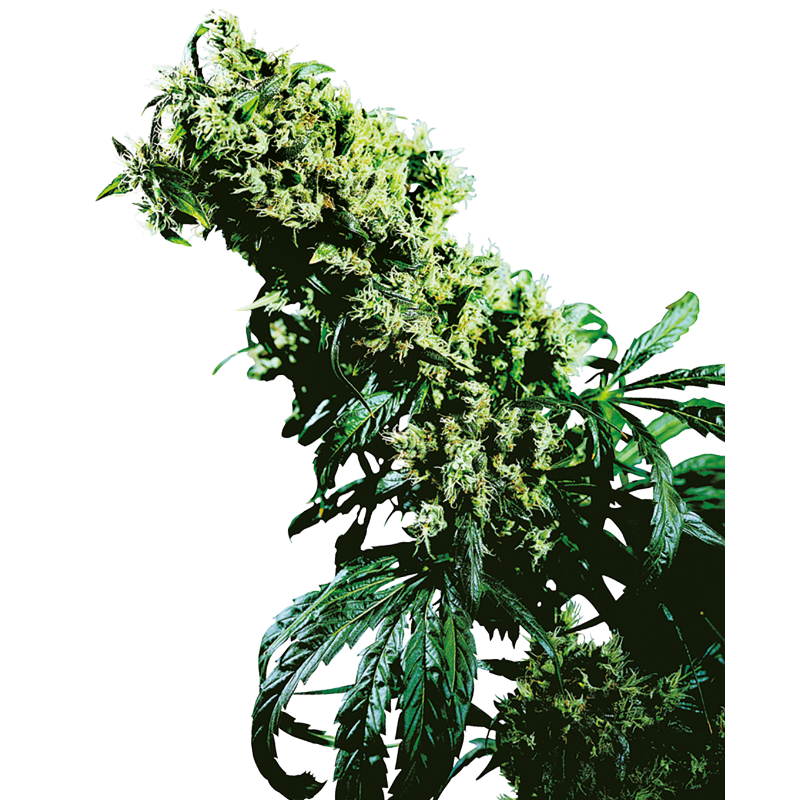 Northern Lights 5 x Haze - Féminisée - Sensi Seeds