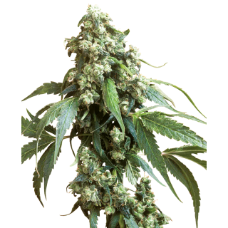 Jack Flash 5 - Féminisée - Sensi Seeds
