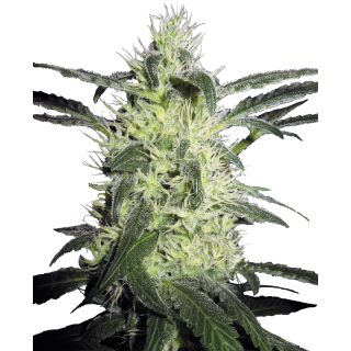 Silver Haze - Féminisée - Sensi Seeds