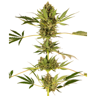 Himalayan CBD - FEM - Sensi Seeds
