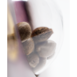 Satin Black Domina CBD - Féminisée - Sensi Seeds | ROOTS-SEEDS.FR