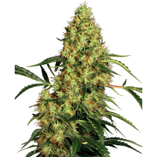 Mexican Sativa - Féminisée - Sensi Seeds