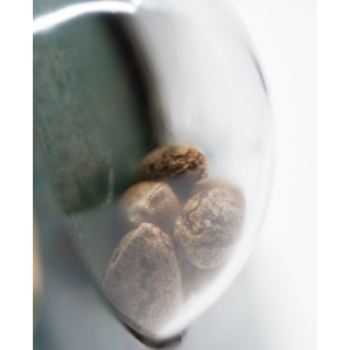 Skunk Kush - Féminisée - Sensi Seeds