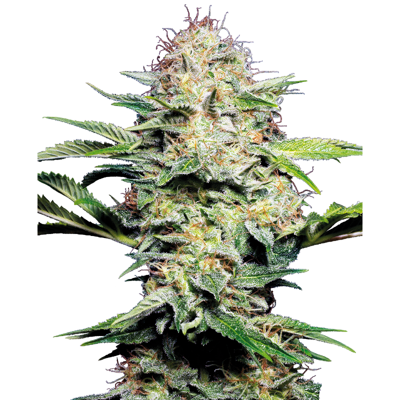 Sensi Skunk - Autofloraison - Sensi Seeds