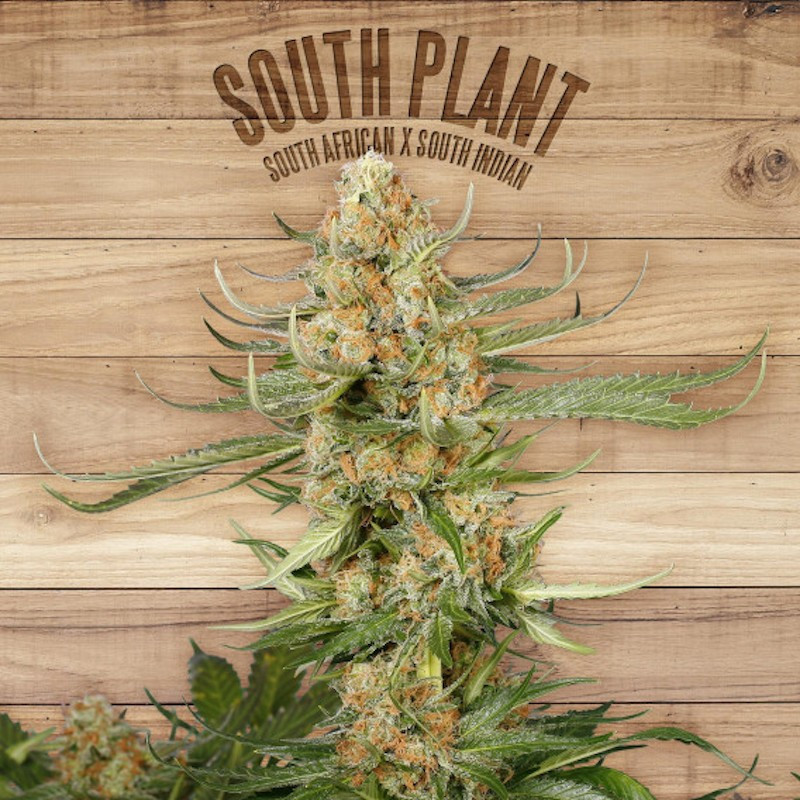 South plant the plant organic seeds South plant the plant organic seeds
