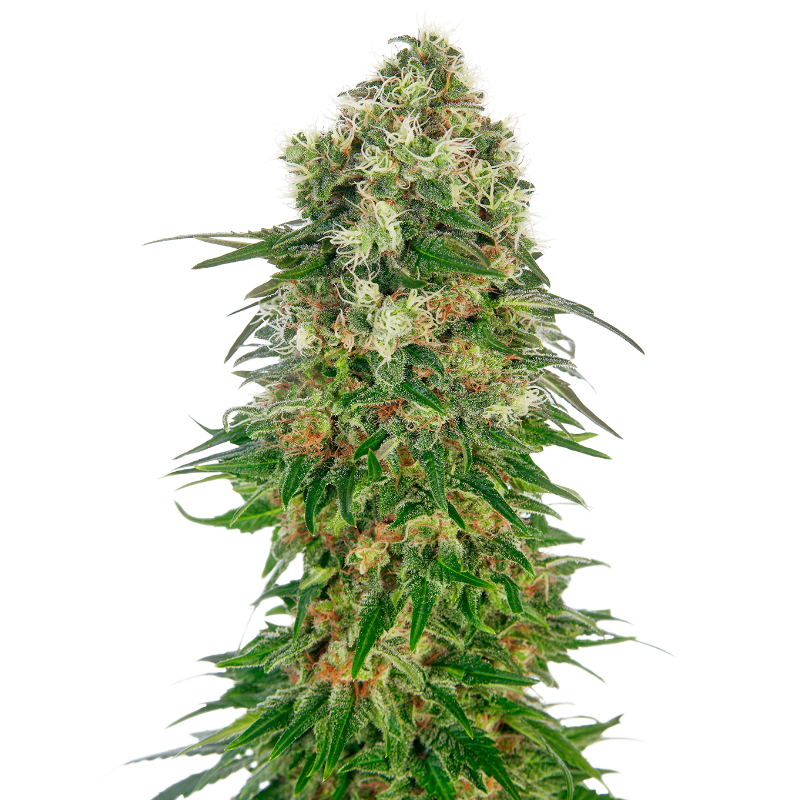 Shiva Skunk - Autofloraison - Sensi Seeds
