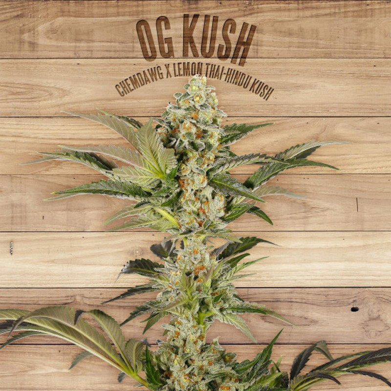 Og kush the plant organic seeds Og kush the plant organic seeds