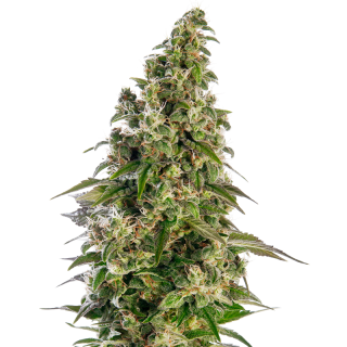 Afghani #1 - Autofloraison - Sensi Seeds | ROOTS-SEEDS.FR