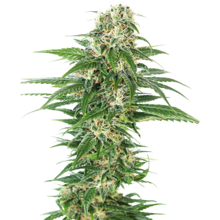Early Skunk - Autofloraison - Sensi Seeds