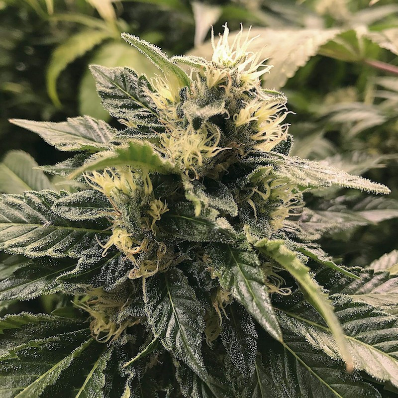 Og kush the plant organic seeds Og kush the plant organic seeds