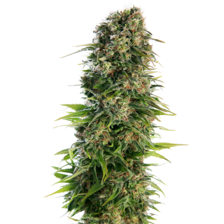 Hindu Kush - Autofloraison - Sensi Seeds