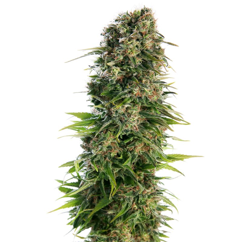 Hindu Kush - Autofloraison - Sensi Seeds