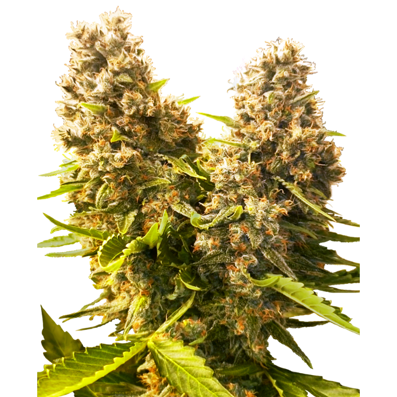 Banana Kush Cake - Autofloraison - Sensi Seeds