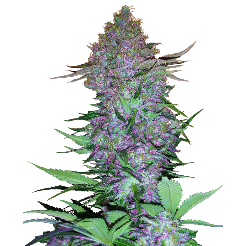 Purple Skunk - Autofloraison - Sensi Seeds