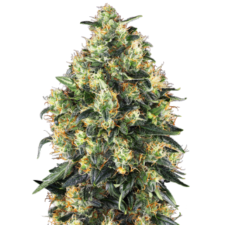 Super Skunk - Autofloraison - Sensi Seeds