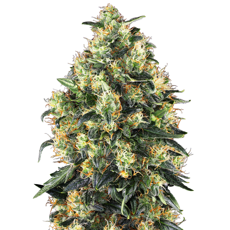 Super Skunk - Autofloraison - Sensi Seeds