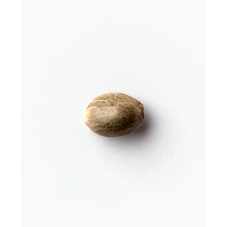 Super Skunk - Autofloraison - Sensi Seeds